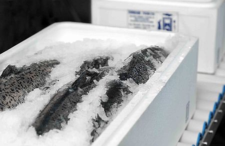 frozen_fish